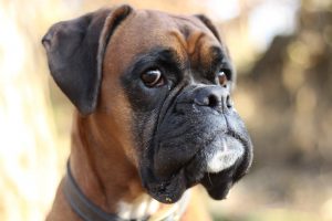 boxer cachorro; transporte de animais